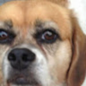 Meet your Posher, Leo